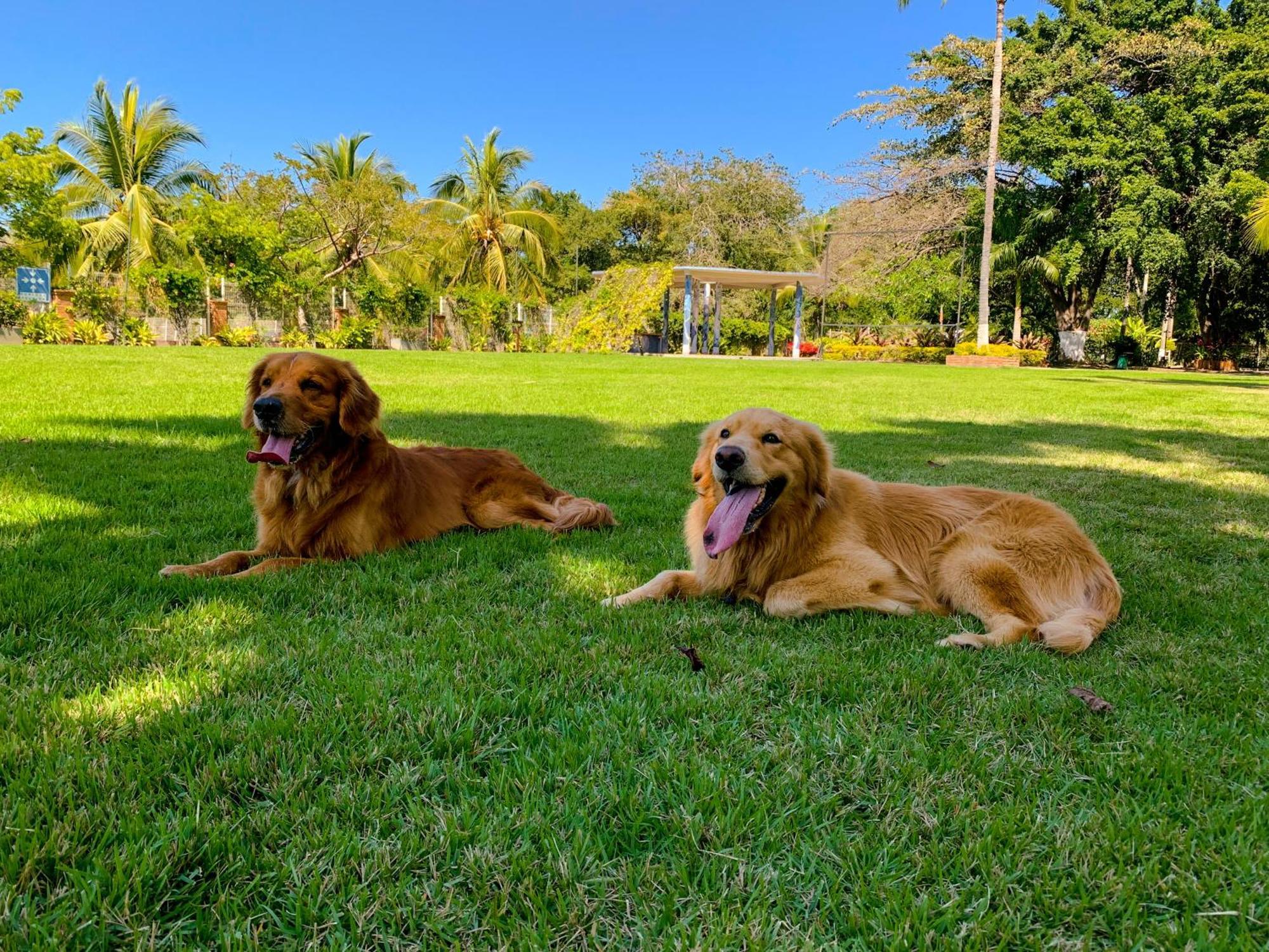 Puerto De Luna Pet Friendly And Family Hotel Puerto Vallarta